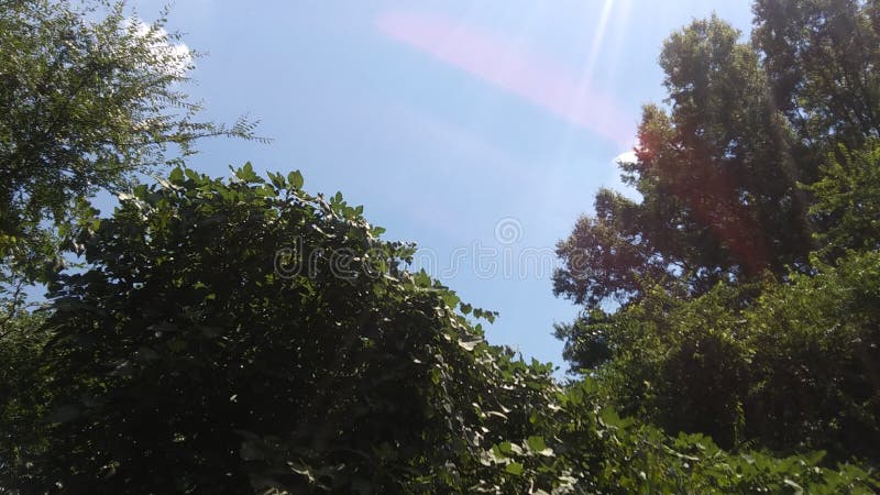 Capturing sunlight around the trees. capturing sunlight around the trees, beautiful. Capturing sunlight stock images, royalty-free photos and pictures