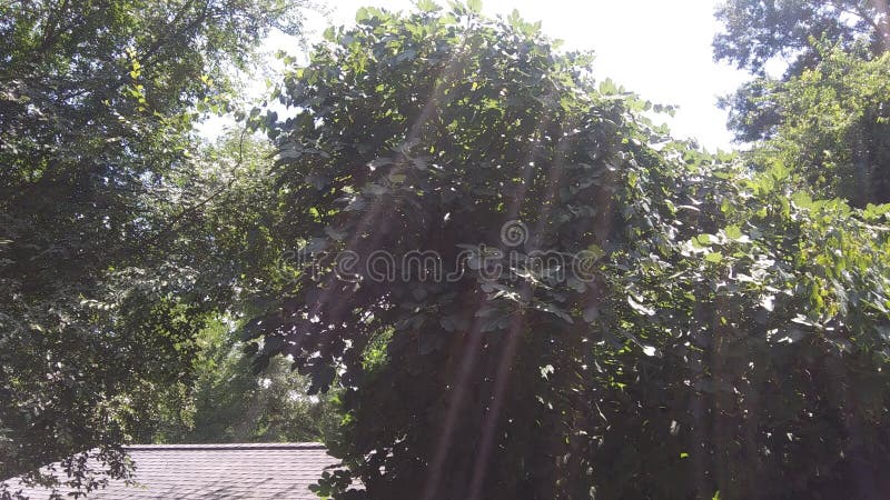 Capturing Sunlight around the trees. Capturing sunlight stock images, royalty-free photos and pictures
