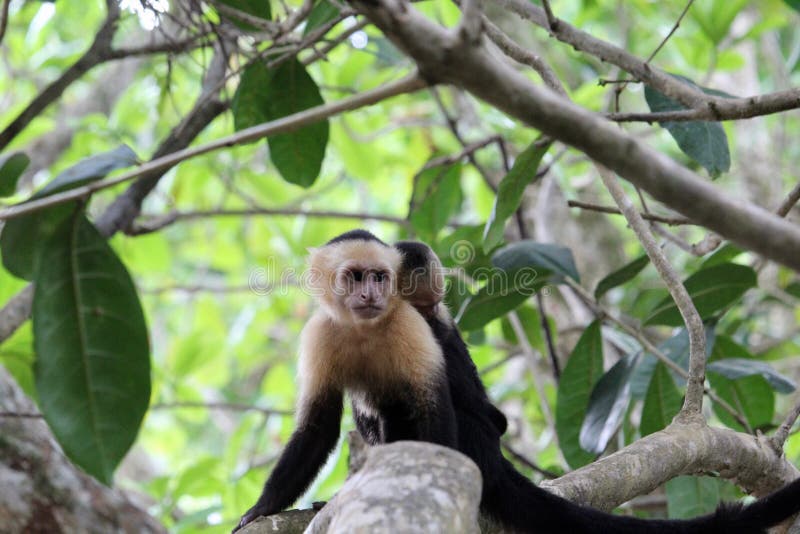 Capuchin στοκ εικόνες με δικαίωμα ελεύθερης χρήσης