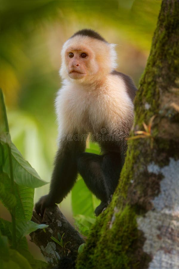 Foto de Saguis Silvery Macaco Branco Callithrix Argentata Sentado No Galho  Da Árvore No Habitat Macaco Raro Do Brasil Natureza Selvagem Floresta  Rochosa Com Animal e mais fotos de stock de Parque