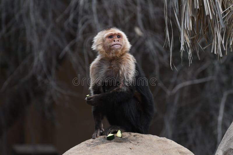 Capuchin Branco-enfrentado panamense foto de stock royalty free Capuchin Branco-enfrentado panamense foto de stock royalty free