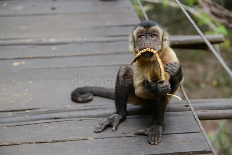 Capuchin monkey stock photo. Image of hartbeesport, bridge 35860918