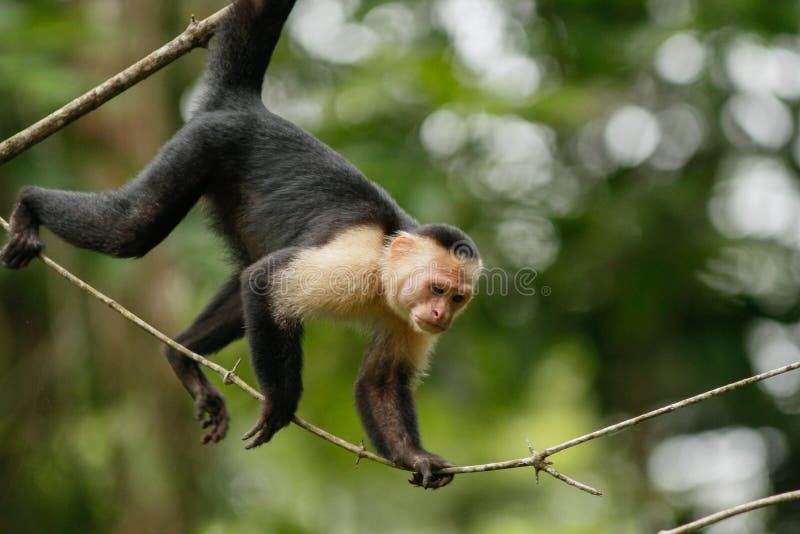 Capuchin Monkey on vine stock photo. Image of climb 154462452