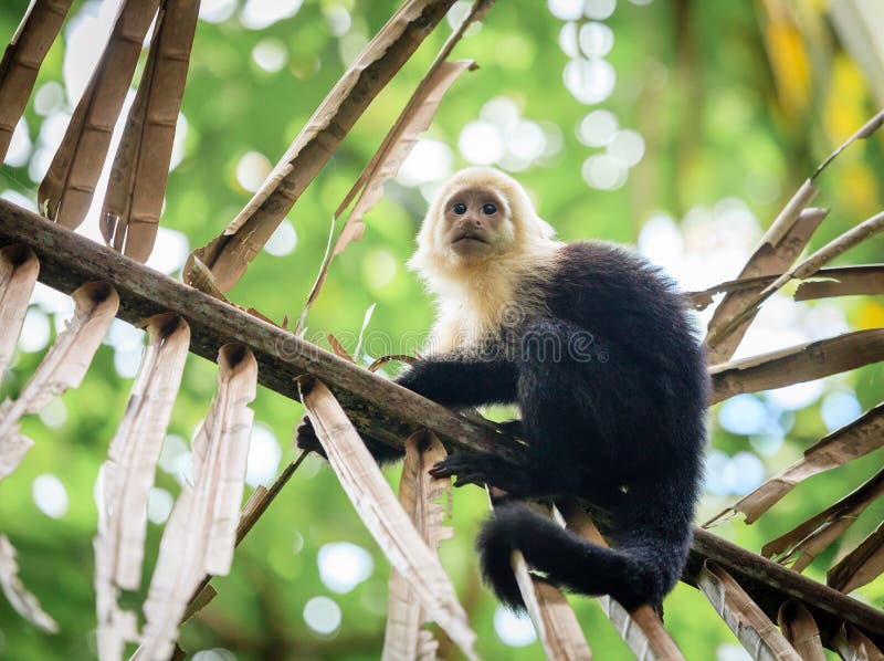 Capuchin monkey Stock Photo by ©VolodymyrBur 15209795