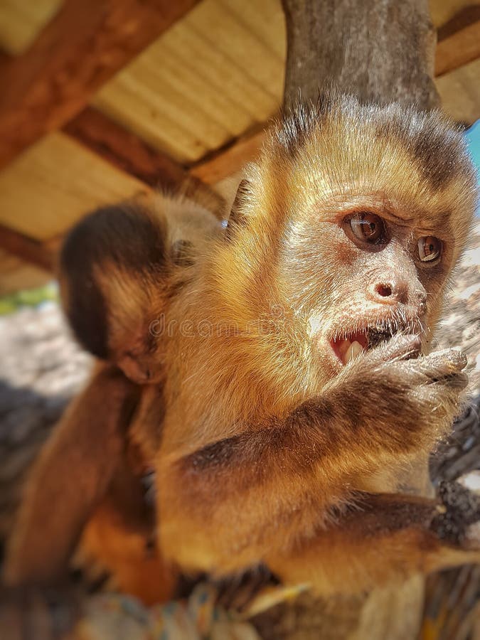 Macaco-prego na árvore sorrindo Stock Photo