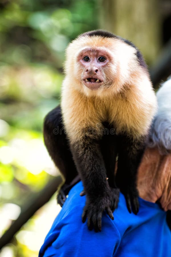 Capuchin Monkey Sitting on Male Shoulder in Honduras Stock Photo - Image of wild, black: 110280316 Capuchin Monkey Sitting on Male Shoulder in Honduras Stock Photo - Image of wild, black: 110280316