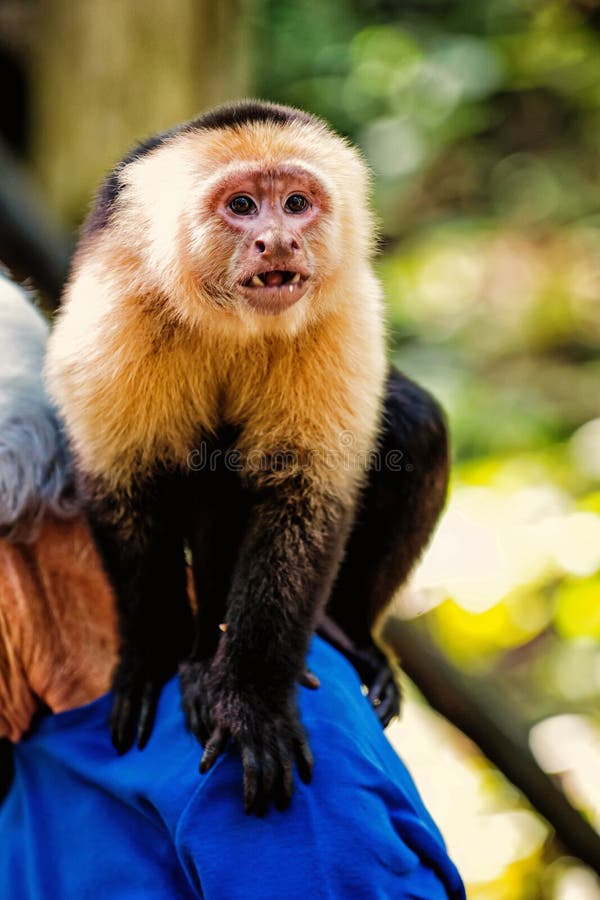 Capuchin Monkey Sitting on Male Shoulder in Honduras Stock Photo - Image of color, blurred: 131350758 Capuchin Monkey Sitting on Male Shoulder in Honduras Stock Photo - Image of color, blurred: 131350758