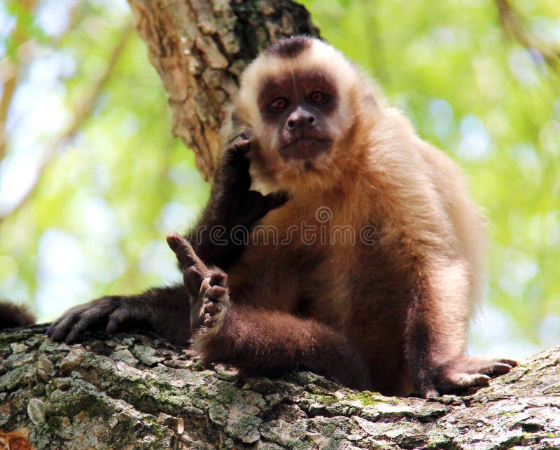 His Monkey Scratching Stock Photos - Free & Royalty-Free Stock Photos from  Dreamstime