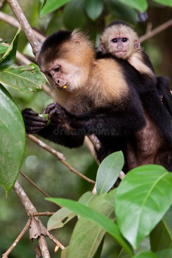 Capuchin monkey with young in a tree