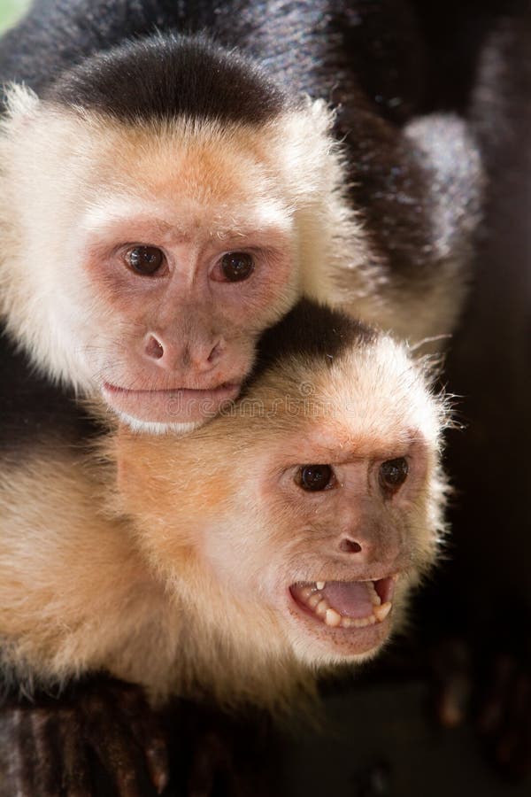 Capuchin monkey with youngster on her back