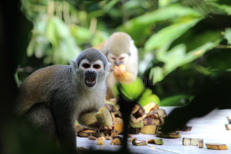 Capuchin monkeys eating bananas, Amazonian rain forest, Ecuador