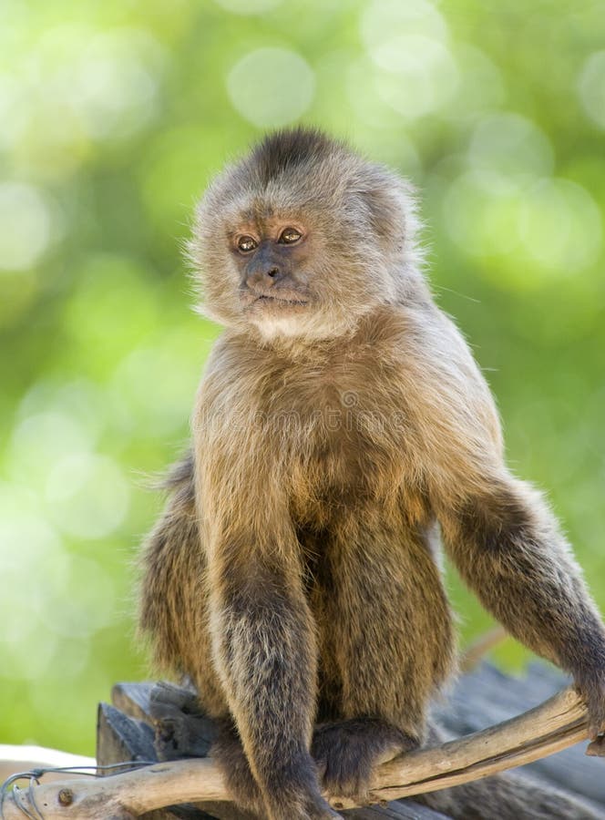 Capuchin Weeper Monkey sitting