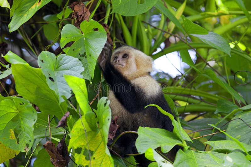 Capuchin смотрел на белизну стоковые изображения rf