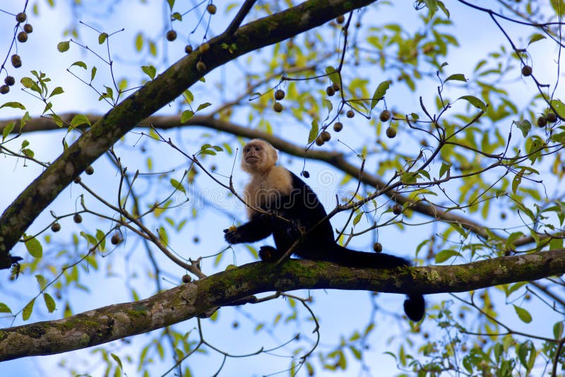 Capuchin смотрел на белизну стоковое фото