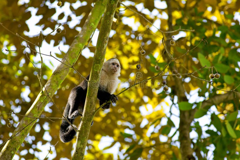 Capuchin смотрел на белизну стоковое фото