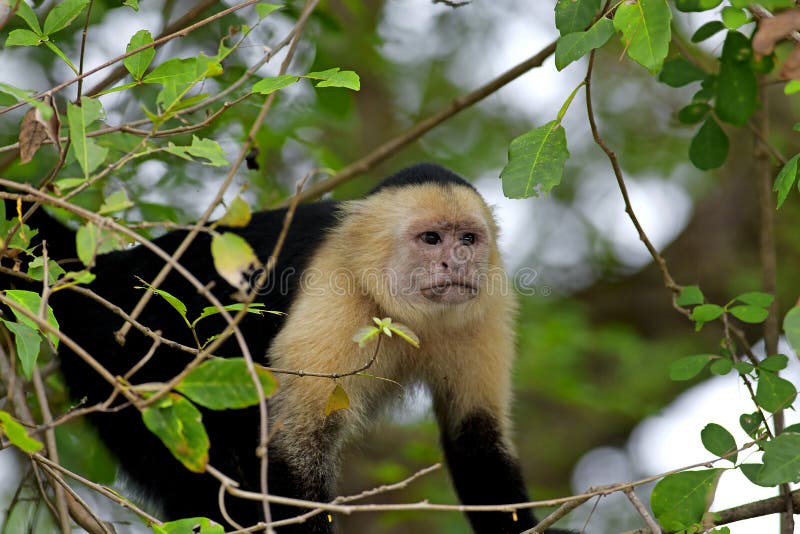 Capuchin смотрел на белизну стоковые фото