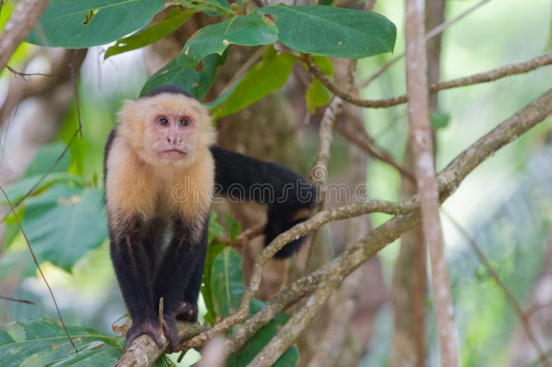 Capuchin смотрел на белизну обезьяны стоковые фото