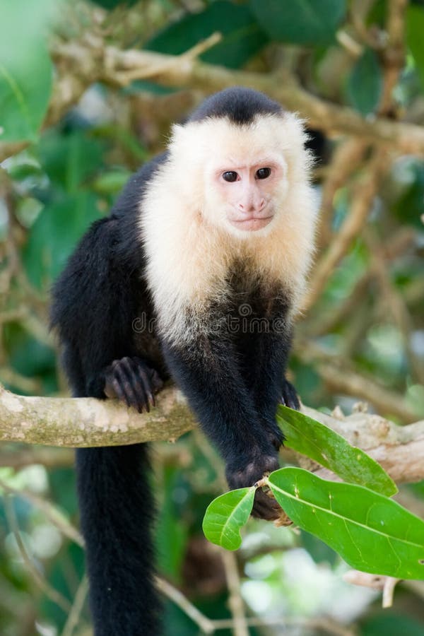 Capuchin смотрел на белизну обезьяны стоковое фото