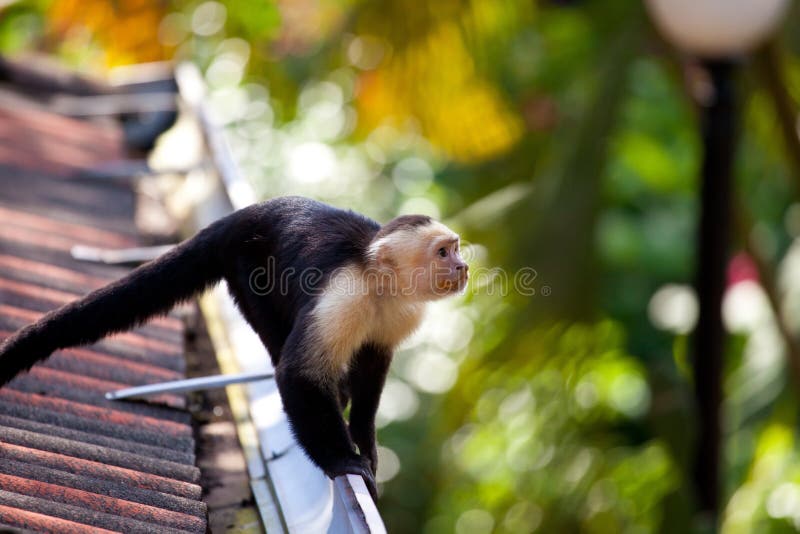 Capuchin смотрел на белизну обезьяны стоковые фото