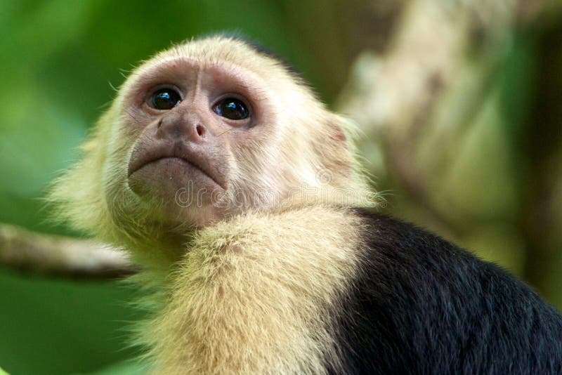Capuchin смотрел на белизну обезьяны стоковая фотография rf
