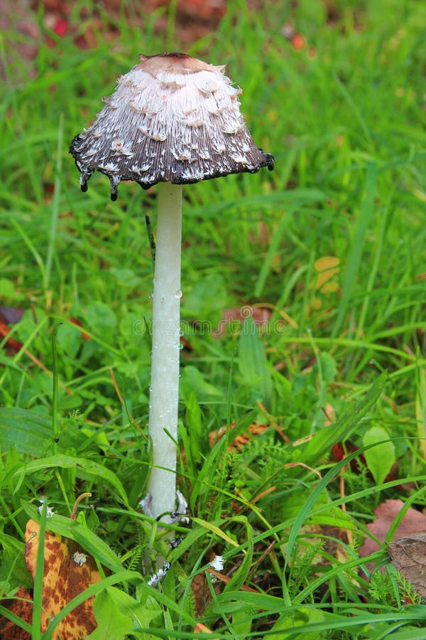 Capuchon Shaggy d'encre (comatus de Coprinus) images stock Capuchon Shaggy d'encre (comatus de Coprinus) images stock