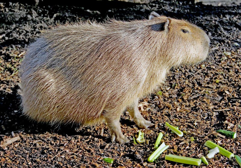 Capybara or water hog (Hydrochoerus hydrochaeris), Stock Photo, Picture And  Rights Managed Image. Pic. IBR-1160201