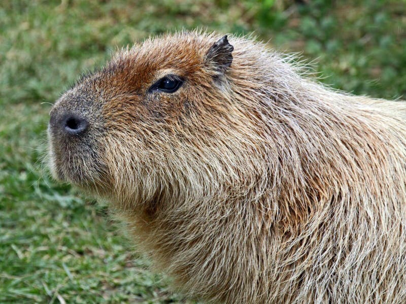 Capybara