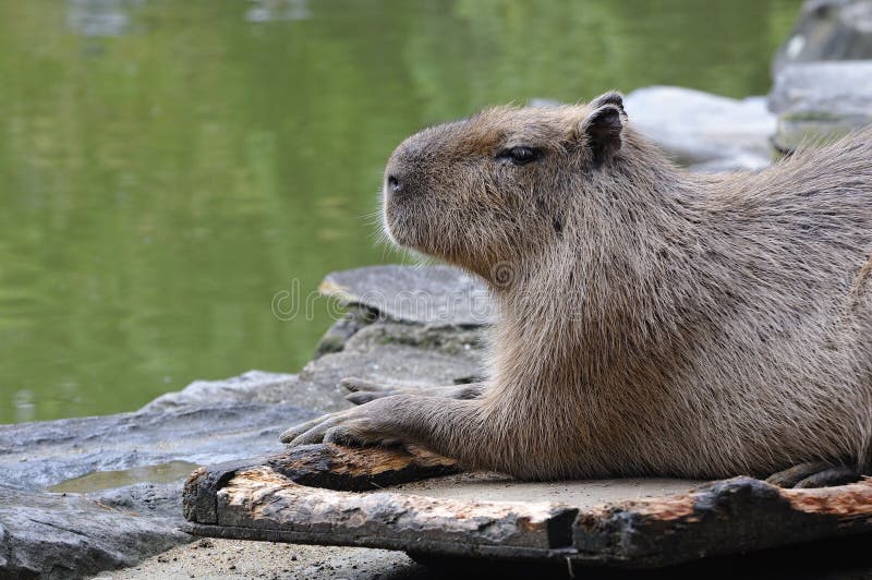 Capybara royaltyfria foton Capybara royaltyfria foton