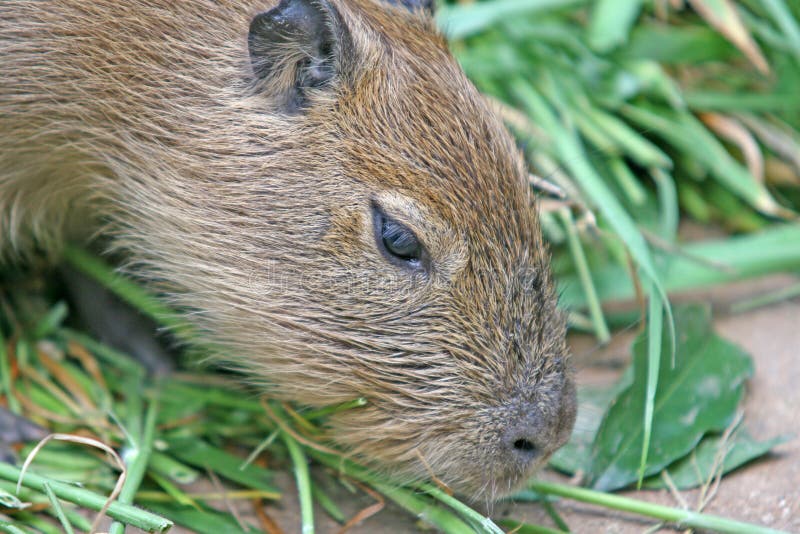 Capybara Immagine. Immagine: 2981979