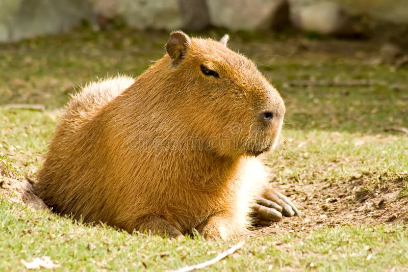 Capybara stock image. Image of wildlife, america, unusual - 3363837