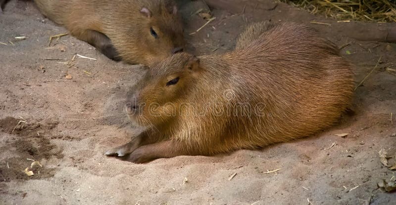 Capybara is the biggest rodent in the world. Native from South America, it is now one of the stars in Montreal Biodome. Capybara is the biggest rodent in the world. Native from South America, it is now one of the stars in Montreal Biodome.