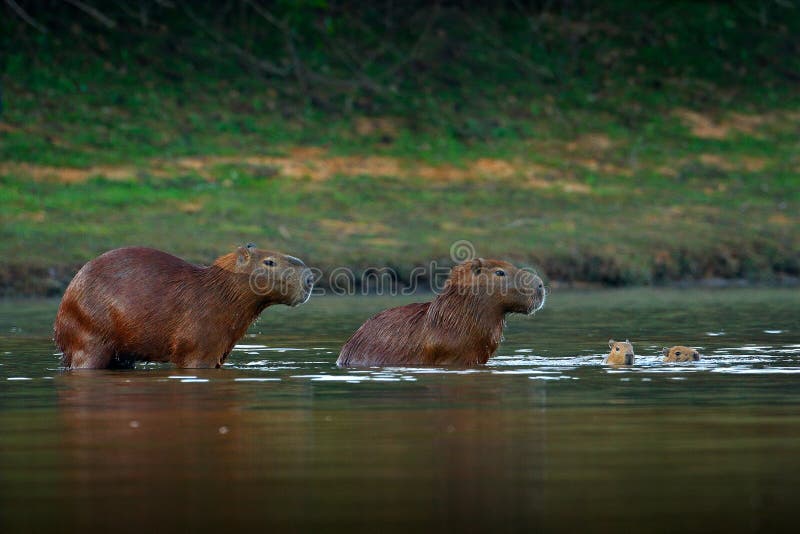 Capybara, Familie mit zwei jung, größte Maus im Wasser mit Abendlicht während des Sonnenuntergangs, Pantanal, Brasilien Szene der