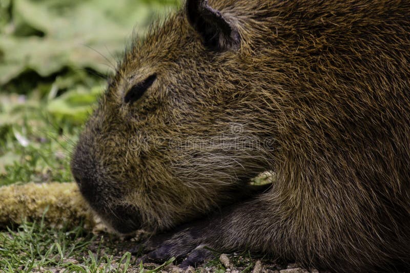 Capybara Laying Stock Photos - Free & Royalty-Free Stock Photos from  Dreamstime