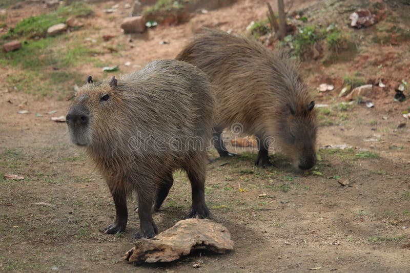 Capivara - ecologia, características, fotos  Capivara, Fotos de capivara,  Animais da floresta tropical