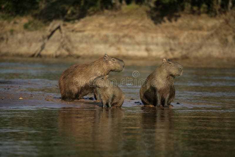 Capybara Hydrochoerus hydrochaeris at Ragunan Zoo, Jakarta