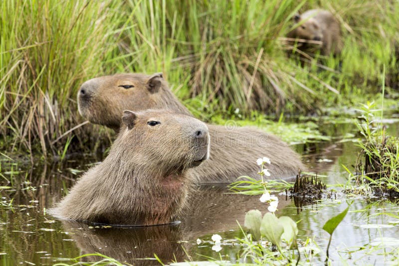 https://thumbs.dreamstime.com/b/capybara-hydrochaeris-family-water-swallow-112833915.jpg