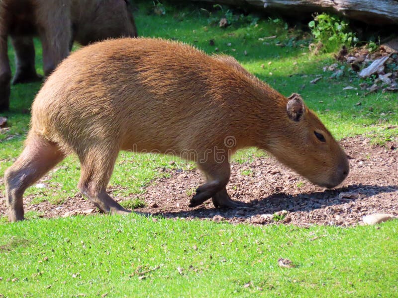 Capivara (<em>Hidrochaeris hidrochaeris</em>)