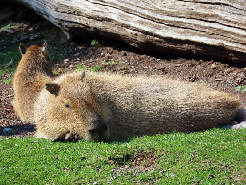 Capivara (<em>Hidrochaeris hidrochaeris</em>)