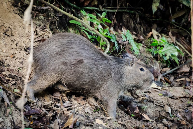 Capibara in the Jungle of Surinam Stock Photo - Image of animal, rain: 142616962 Capibara in the Jungle of Surinam Stock Photo - Image of animal, rain: 142616962