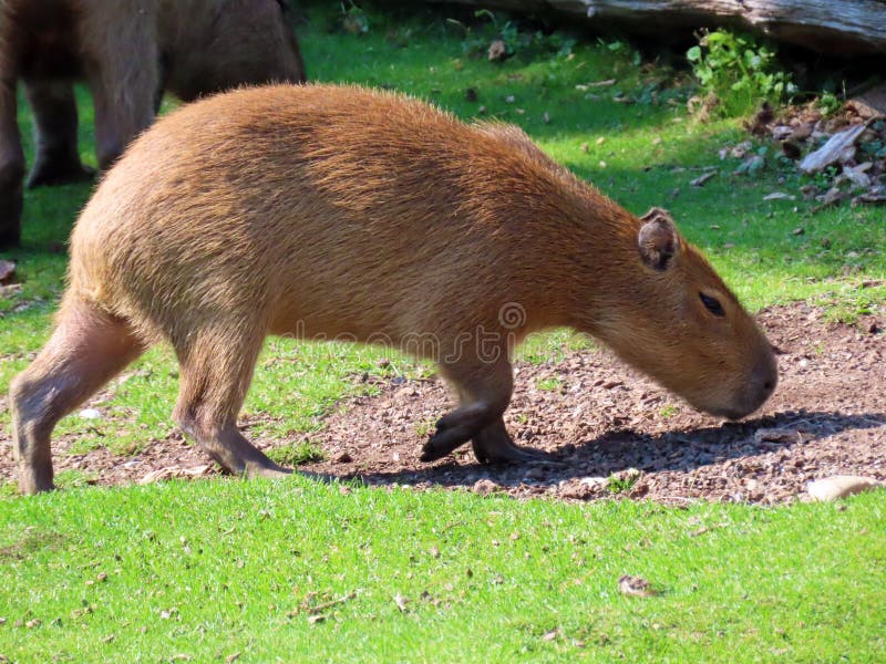 Capybara Hydrochoerus Hydrochaeris, Capivara, Carpincho, Ronsoco,  Wasserschwein, Capibara, Carpincho, Maiale D`acqua, Quiuit Stock Photo -  Image of animal, hydrochoerus: 198035148