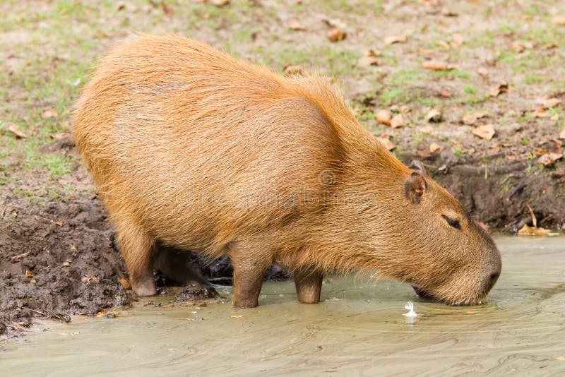 Dog drinking dirty water stock image. Image of protozoan 37344823