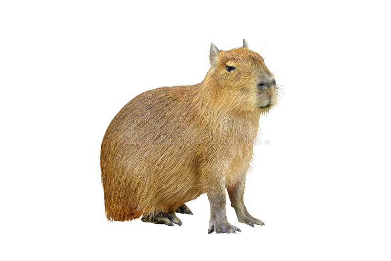 Capybara Isolated on White Background. Stock Image - Image of fluffy