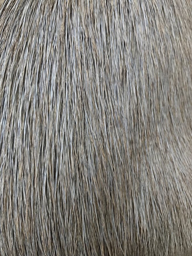 Brown Capybara Hair Texture Background Stock Image - Image of capibara ...