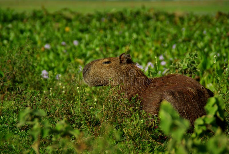 Capybara in Los Llanos