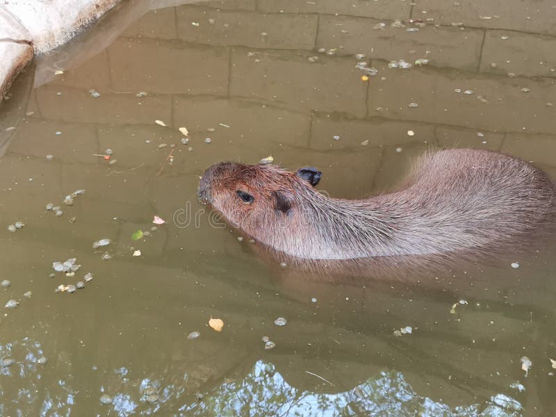 Capybara Nadando Na Piscina Imagem de Stock - Imagem de menos, gênero:  227314457