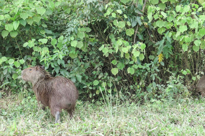 Capybara Parque de Madidi bolivia foto de archivo Capybara Parque de Madidi bolivia foto de archivo