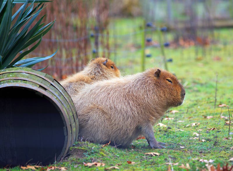 Capybara que descansa sobre hierba enorme imagenes de archivo Capybara que descansa sobre hierba enorme imagenes de archivo