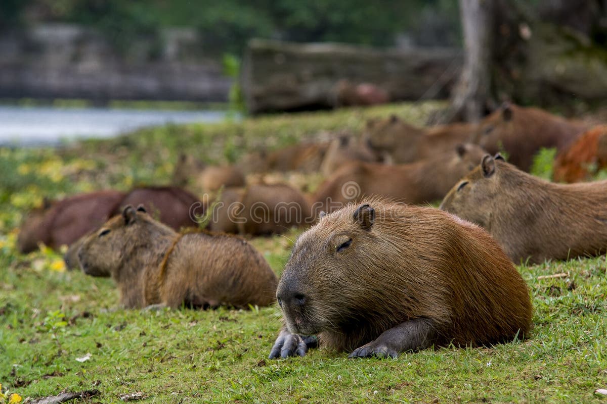 328 Carpincho Argentina Stock Photos - Free & Royalty-Free Stock Photos