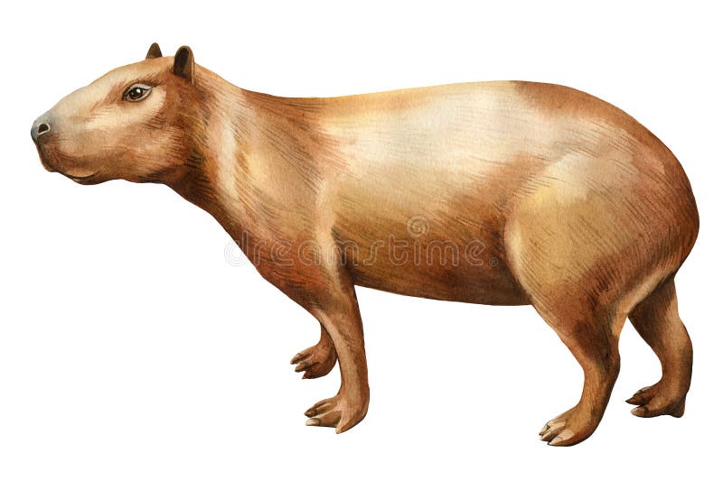 1.000+ Capivara Animal Cartoon Ilustração Ilustração de stock, gráficos  vetoriais e clipart royalty-free - iStock