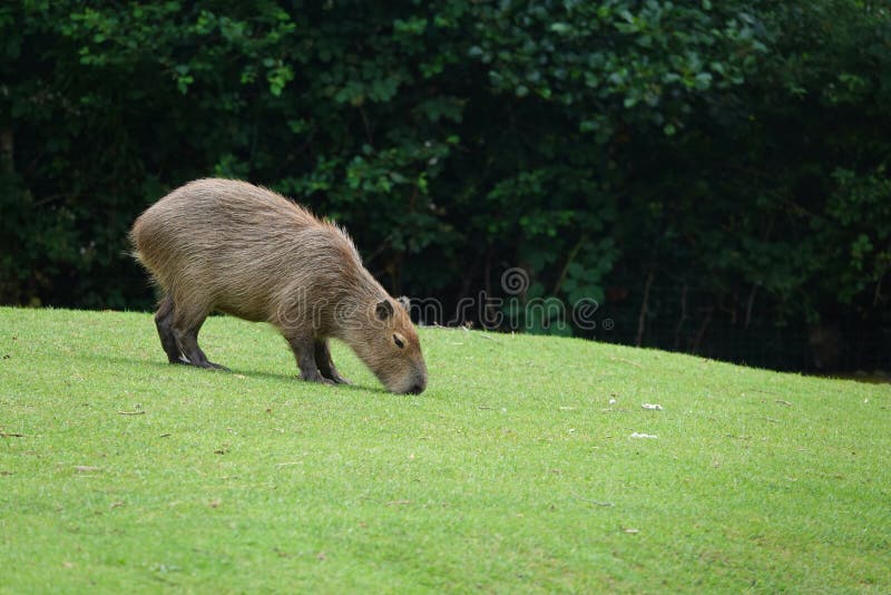 Capybara of watervarken het weiden op groen gras royalty-vrije stock foto's Capybara of watervarken het weiden op groen gras royalty-vrije stock foto's